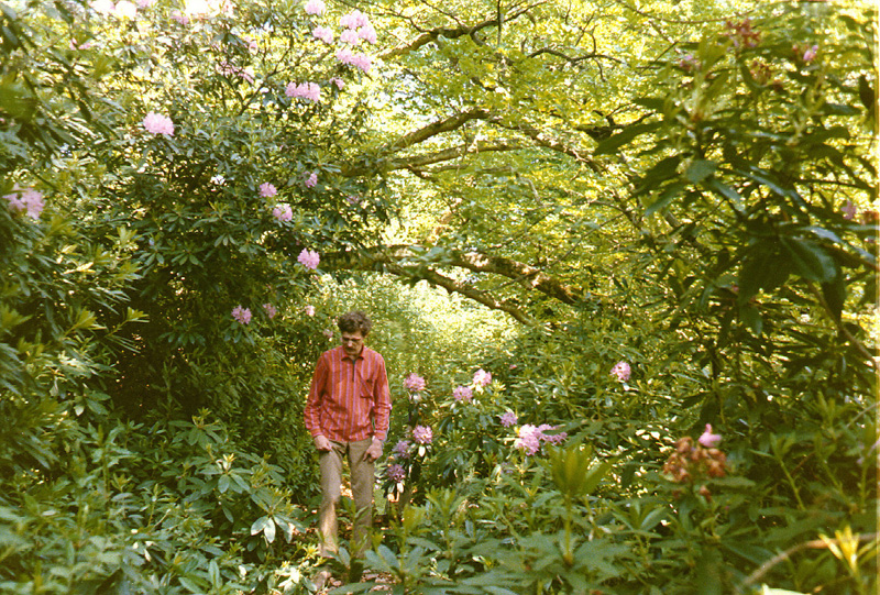 Rookfield pond rhodedendrons in flower